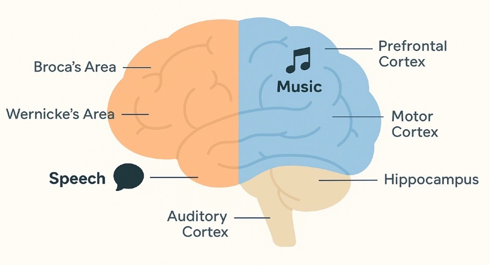 music and the brain